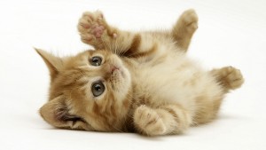 Ginger domestic kitten (Felis catus) rolling on back playing